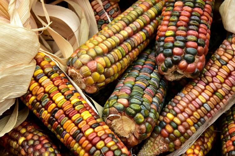 OGMs en México y el derecho a un medioambiente sano