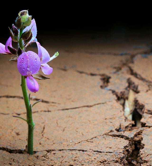 Resiliencia ante la Experiencia Inevitable del Duelo