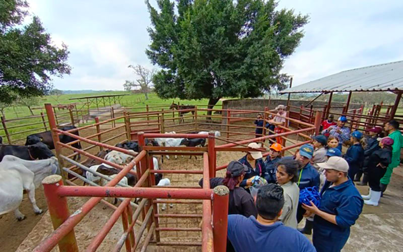 3 / 7 - Experiencia Práctica en el Rancho Ganadero Los Framboyanes