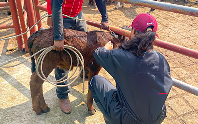 5 / 7 - Experiencia Práctica en el Rancho Ganadero Los Framboyanes