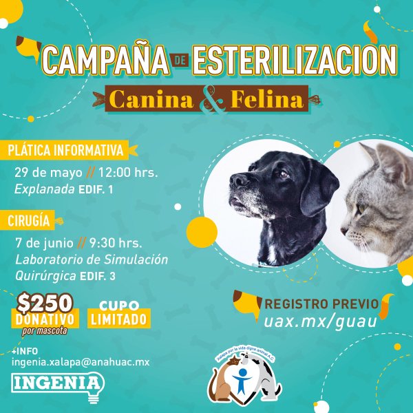 Ver en pantalla completa Campaña de Esterilización Canina y Felina