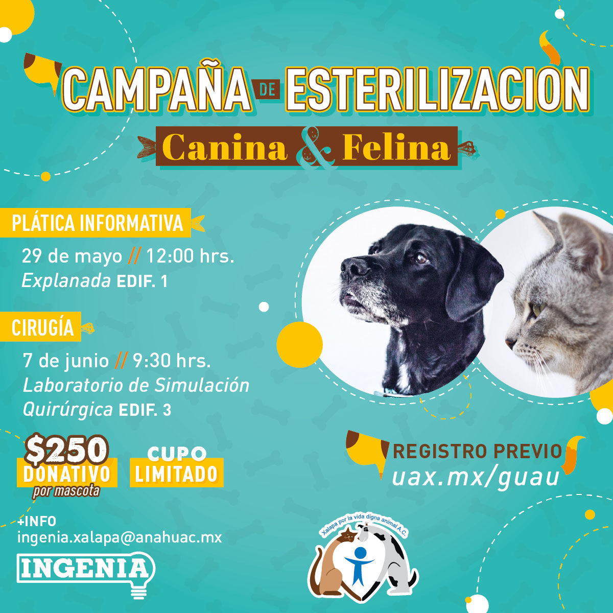 Campaña De Esterilización Canina Y Felina Universidad Anáhuac Xalapa